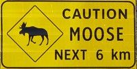 Moose Schild