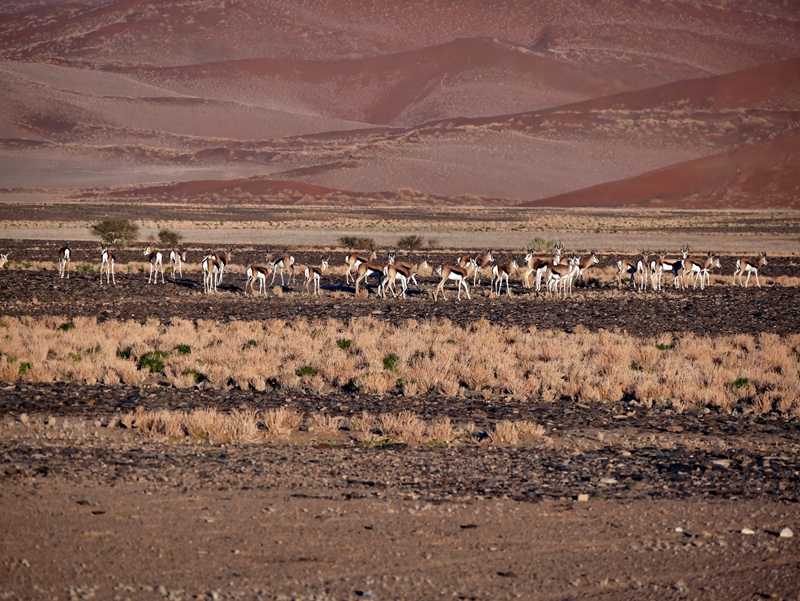 Antilopen in der Namib