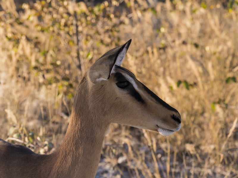 Weibliches Impala