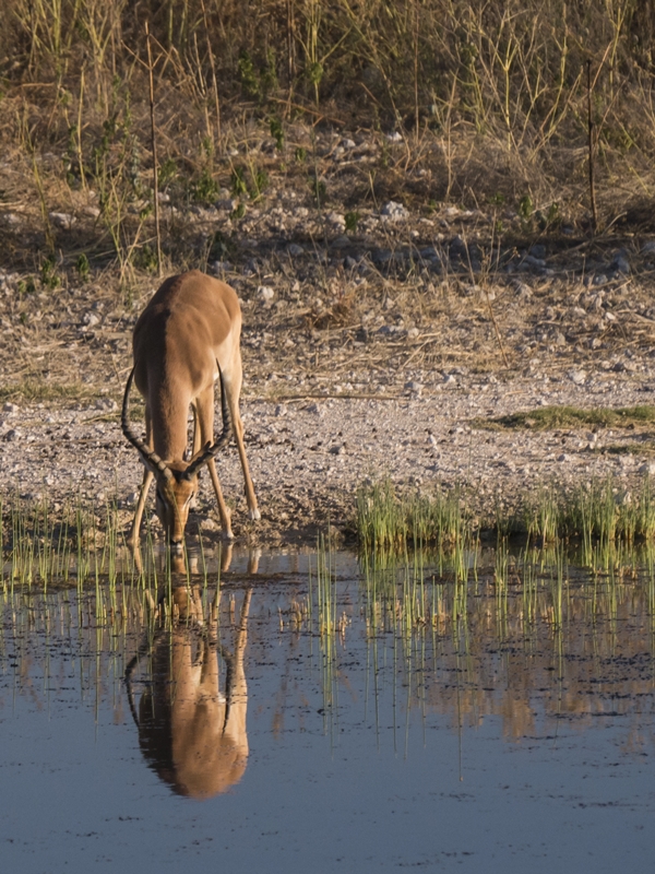 Impala am Wasserloch