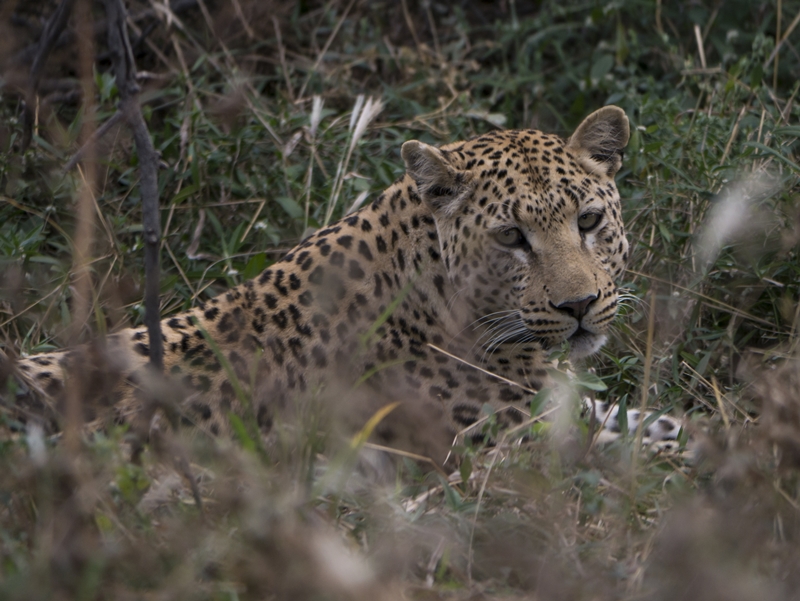 Leopardenmutter