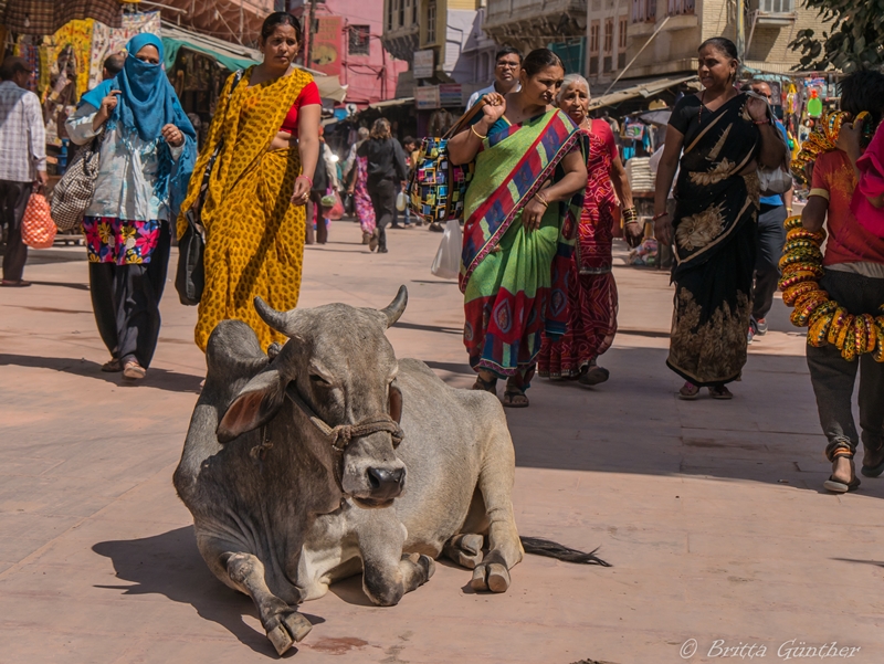 Kuh in der Fußgängerzone - Pushkar