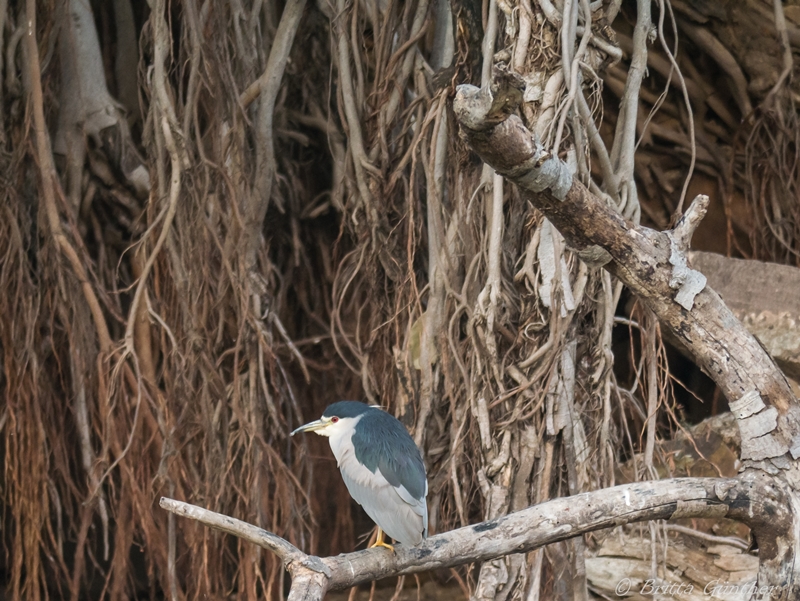 blauer Vogel - Ranthambore