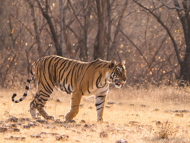 Tiger - Ranthambore