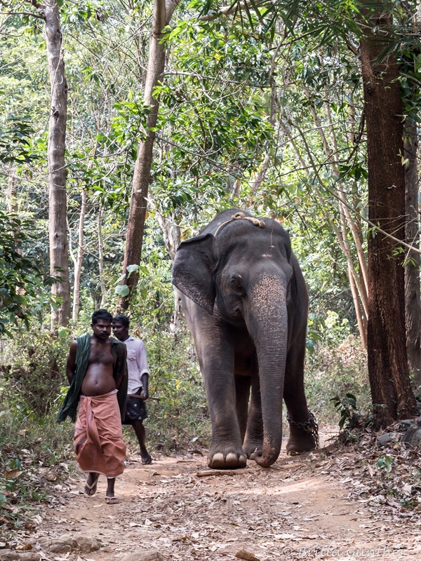 Spaziergang mit Elefant