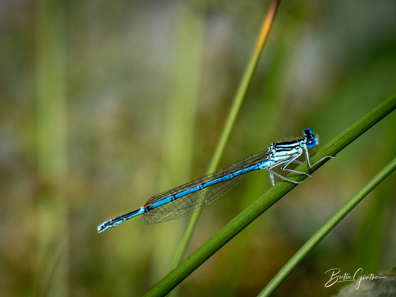 blaue Libelle