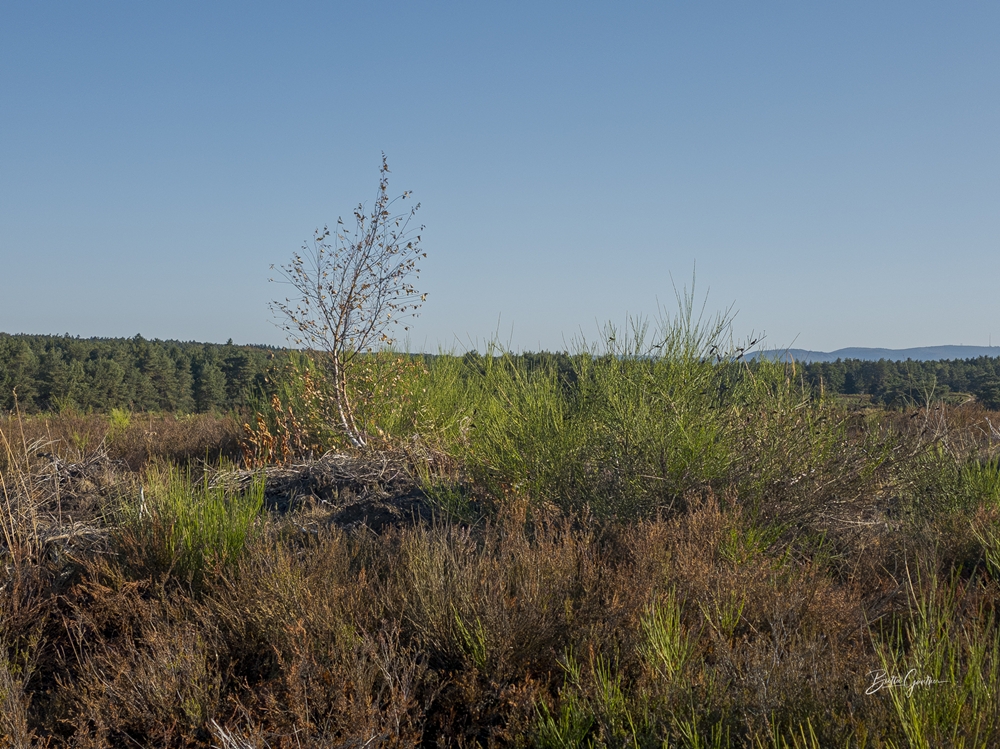Mehlinger_Heide