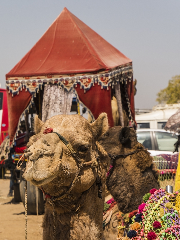 Kamel in Pushkar