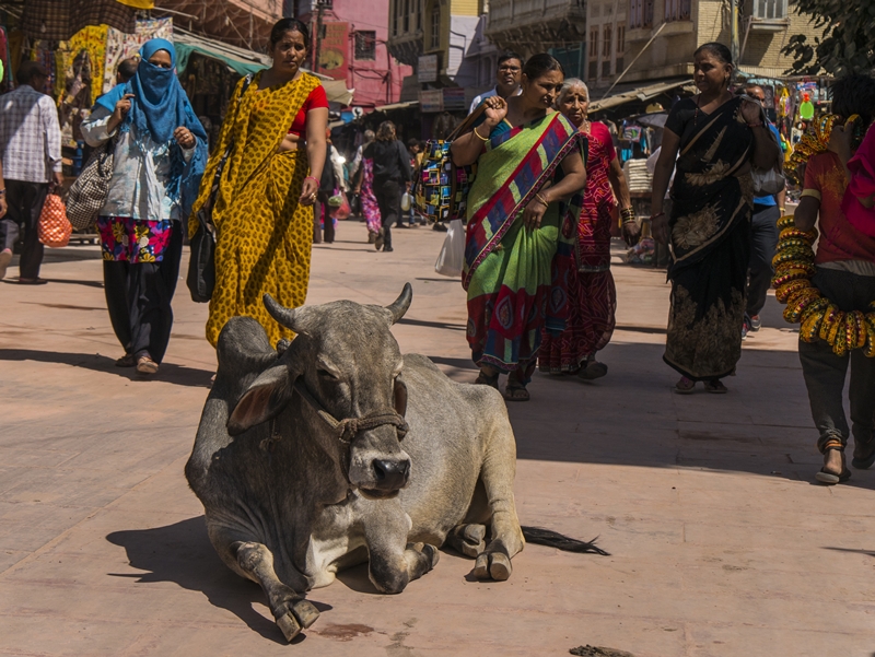 Kuh im Bazar